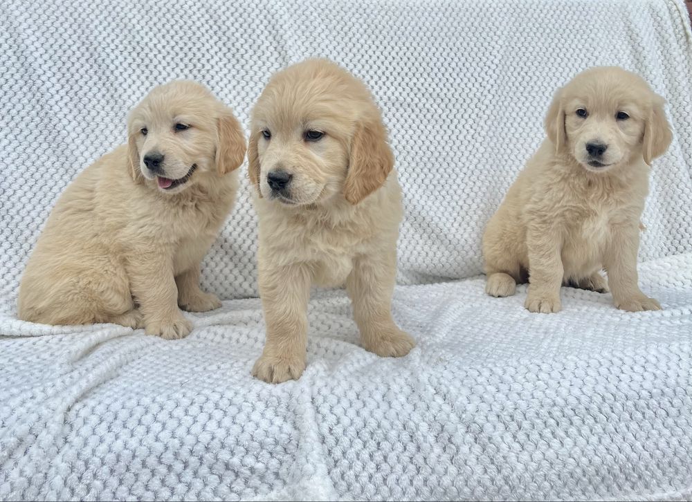 Szczenię Golden Retriever z rodowodem GOTOWE DO ZMIANY DOMU