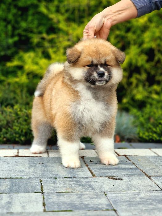 Akita Inu (japońska), ZKwP / FCI & AKIHO - czerwona suczka LC