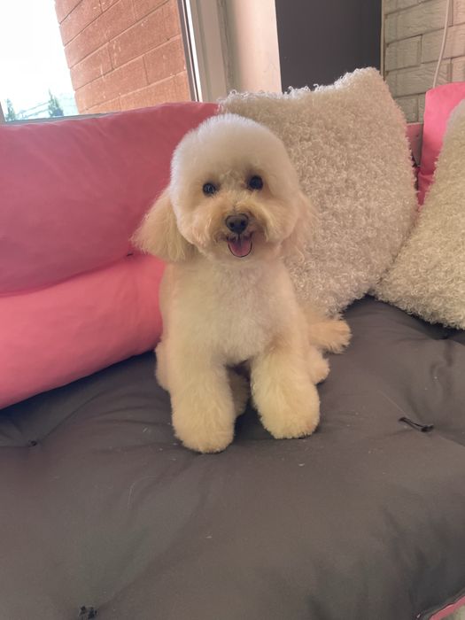 Грумінг мальтіпу