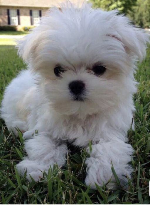 Bichon maltês macho