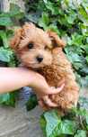 malutka suczka Maltipoo f1