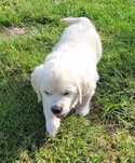 GOLDEN RETRIEVER FCI - Piesek 8 tyg suczka po Ch.pl