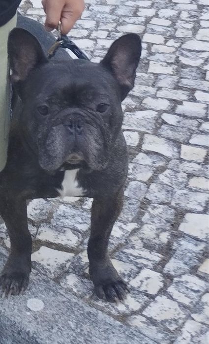 Cao para dar tem 6 anos