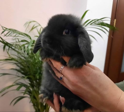 Króliczek, mlodzutki baranek, mini lop