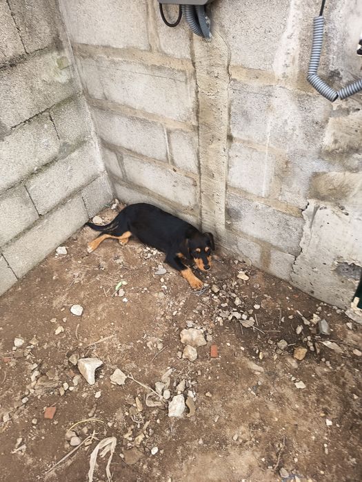 Dão se cachorrinhos com 4meses e meio