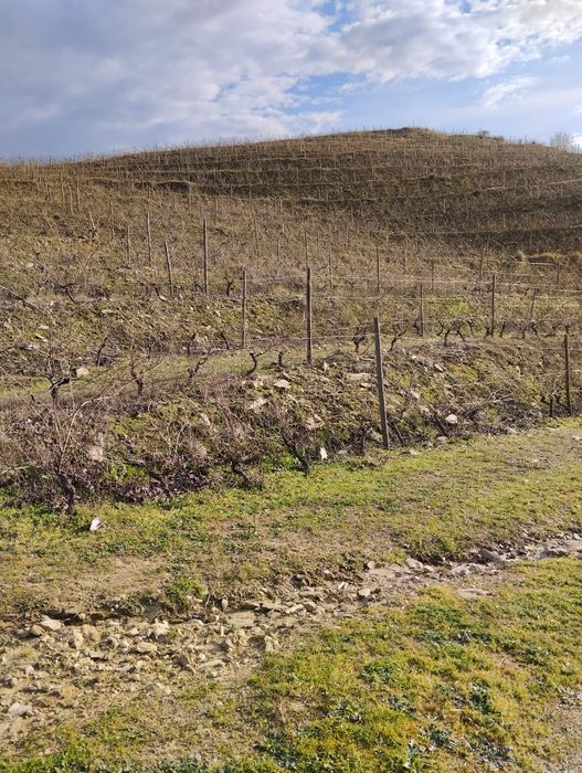 Vendo terreno com plantação de vinhas e amendoal - Muxagata