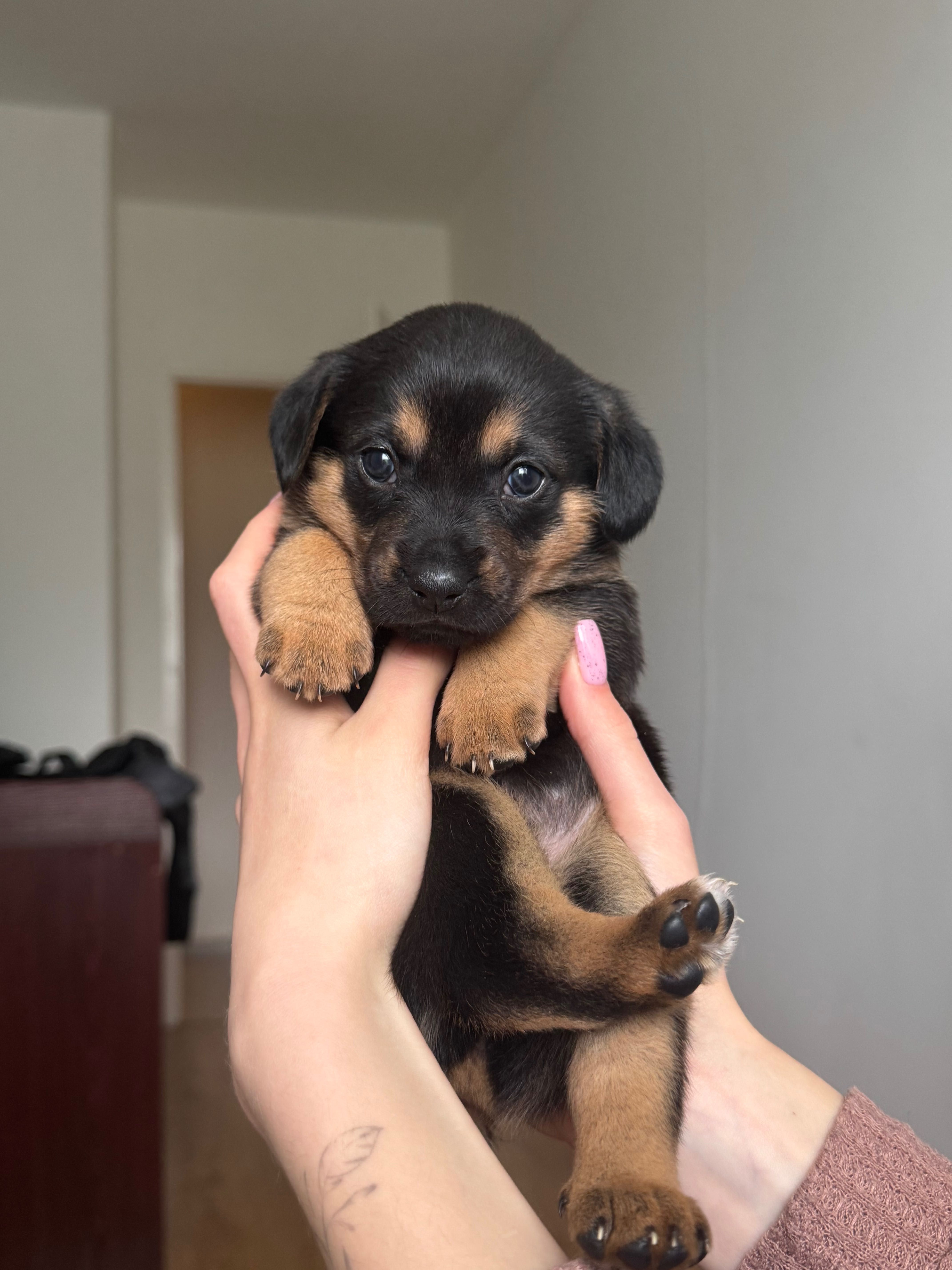 Szczenięta do adopcji