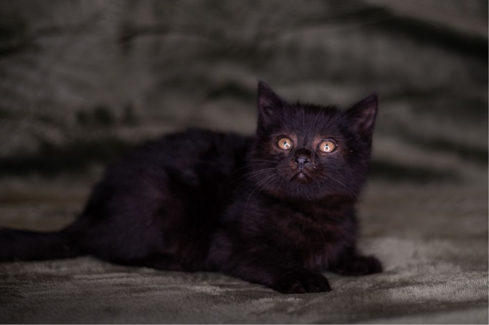 Chałwa i Trufel. Kociecdzieci szukają domku