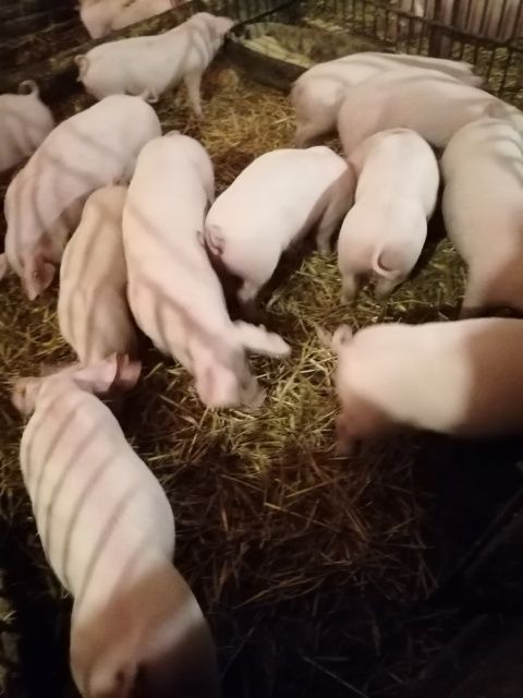 Sprzedam prosięta