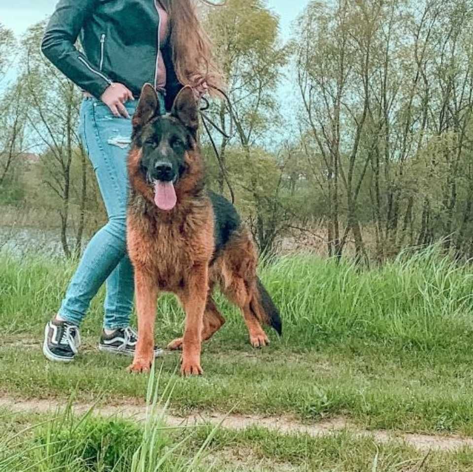 Samiec Piesek Szczeniak Owczarek Niemiecki Długowłosy FCI