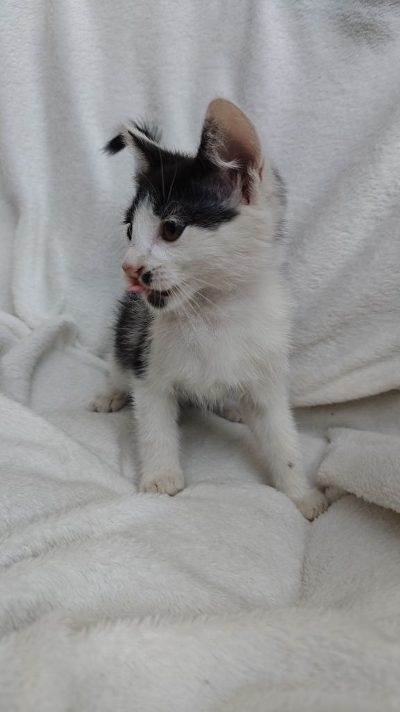 Oreo - kocurek do oddania