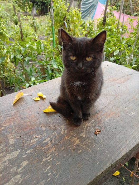 Віддамо котенят в добрі руки.