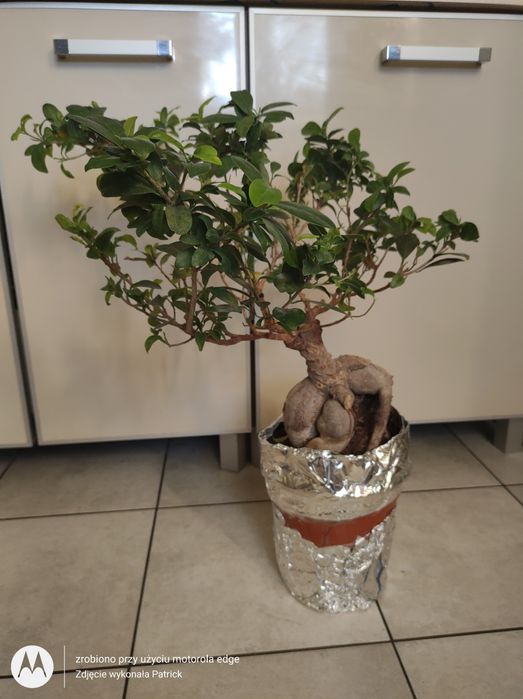 Drzewko ficus bonsai
