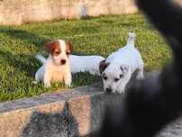 Jack Russel Terrier macho