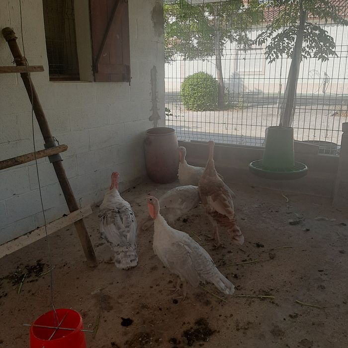 Perús rurais - 2 machos