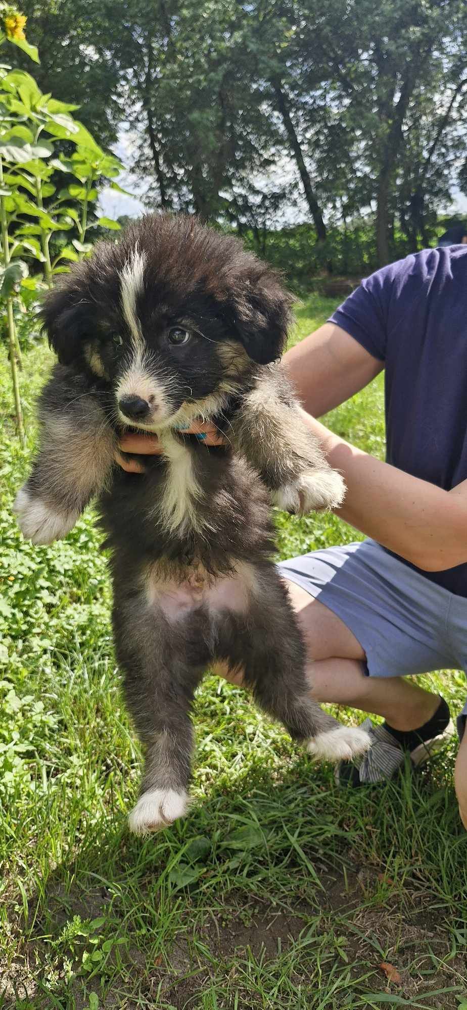 Oddam 2 miesięczne sczeniaczki