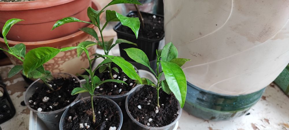 Саженцы дерева лимона