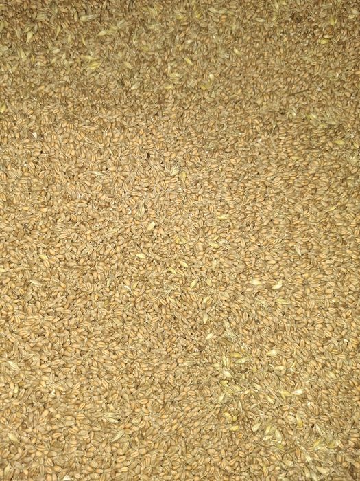 Sprzedam Pszenice Jarą