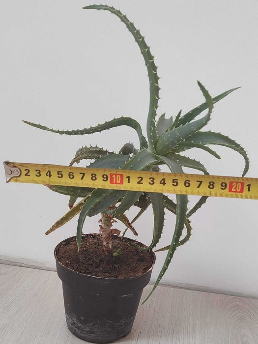 Алое деревоподібне (столітник)