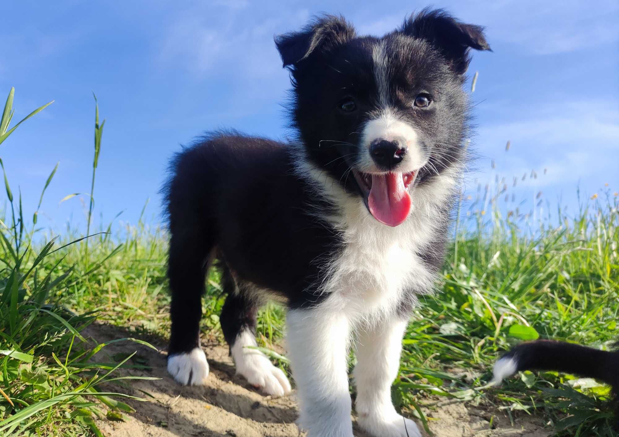Rasowy - Border Collie - Piękny Pies Dingo z dok. Hodowlaną