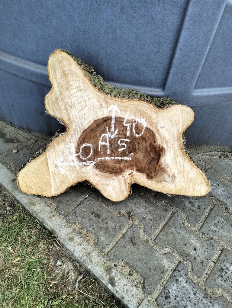 Plaster wiąz z czeczotą bardzo duże korzeń wiąz