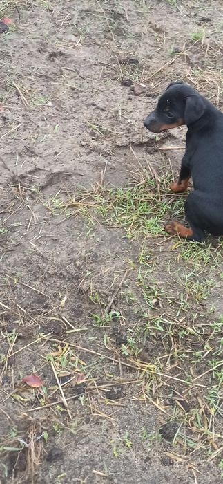 Продам ягтерєрів