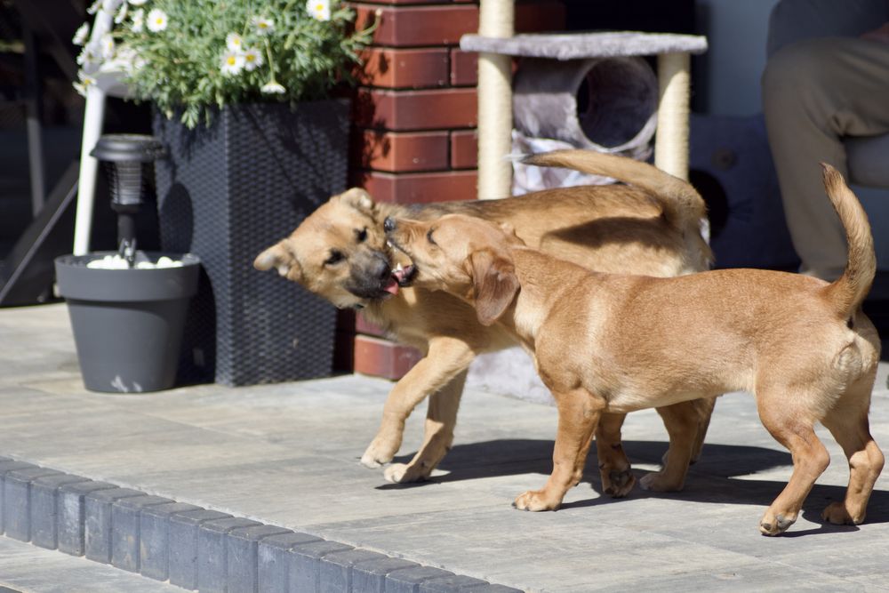 Ok. roczna Zuzia do pilnej adopcji, tak długo czeka na dom!