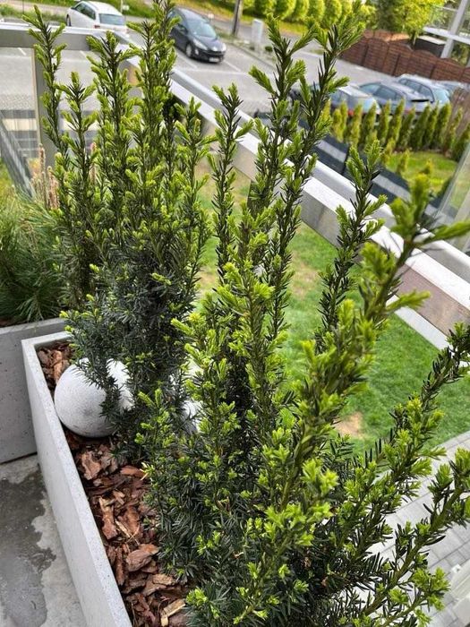 Donice ogrodowe tarasowe betonowe, z betonu architektonicznego wysyłka