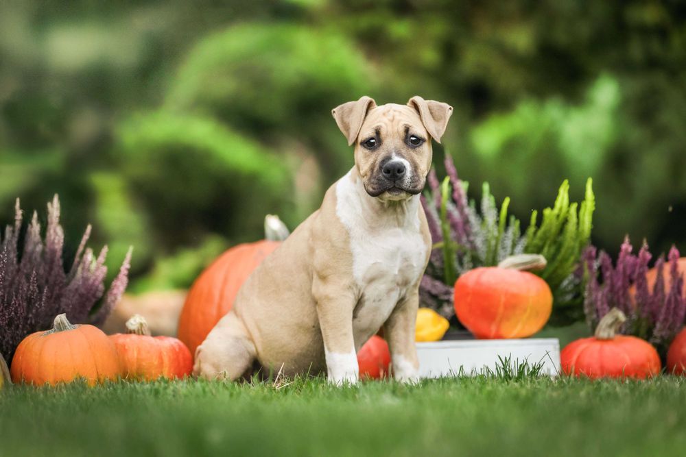 American Staffordshire terrier Amstaff ZKwP FCI