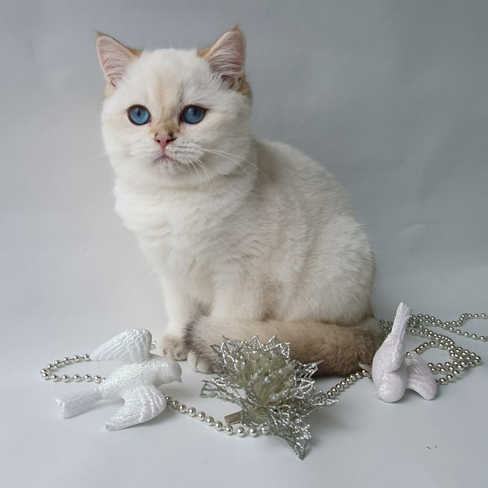 Котик непоседа, веселый, озорной, шустрый. Породистые котята, котенок