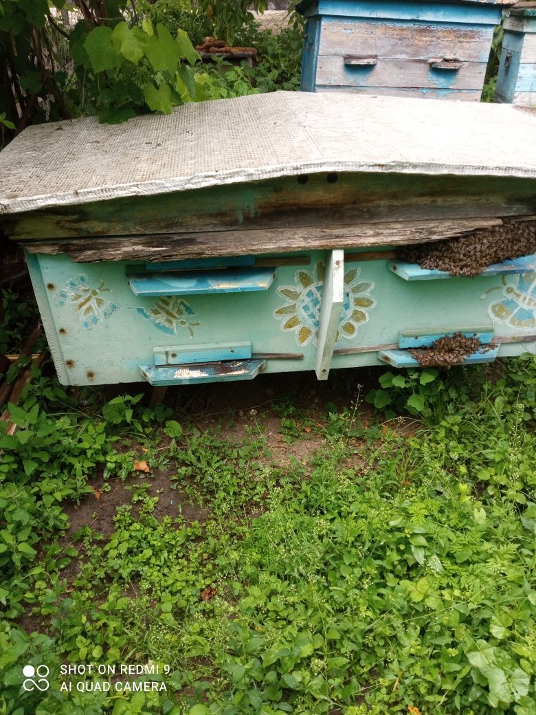 Продам вулики з бджолами
