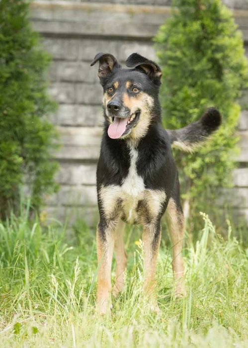 Bax przyjazny psiak w schronisku bez wolontariatu