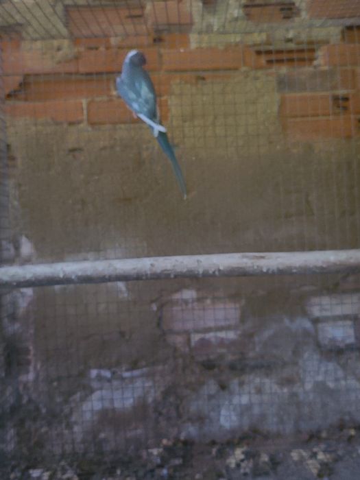 Várias aves disponíveis