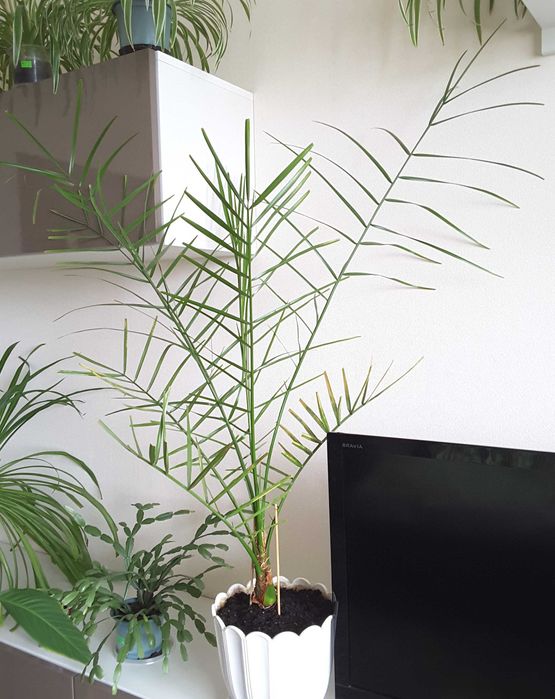 БОЛЬШИЕ - Пальма, Адениум, Гранат на штамбе, Эхинопсис, Хлорофитумы