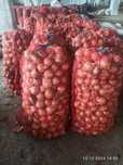 Продам  капуста синя , цибуля, столовий буряк, .