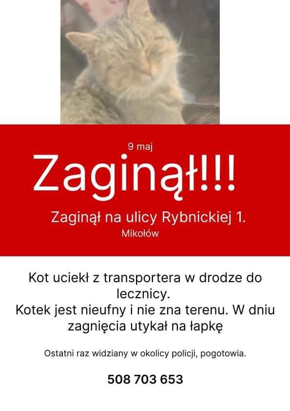 Zaginiony kocur. Mikolow ul. Reja, wyzwolenia, rybnicka. Może utykać