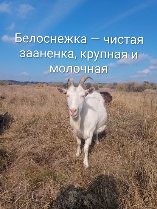 Стадо — 5 взрослых коз (2 зааненские + 3 помесь), дойные, спокойные