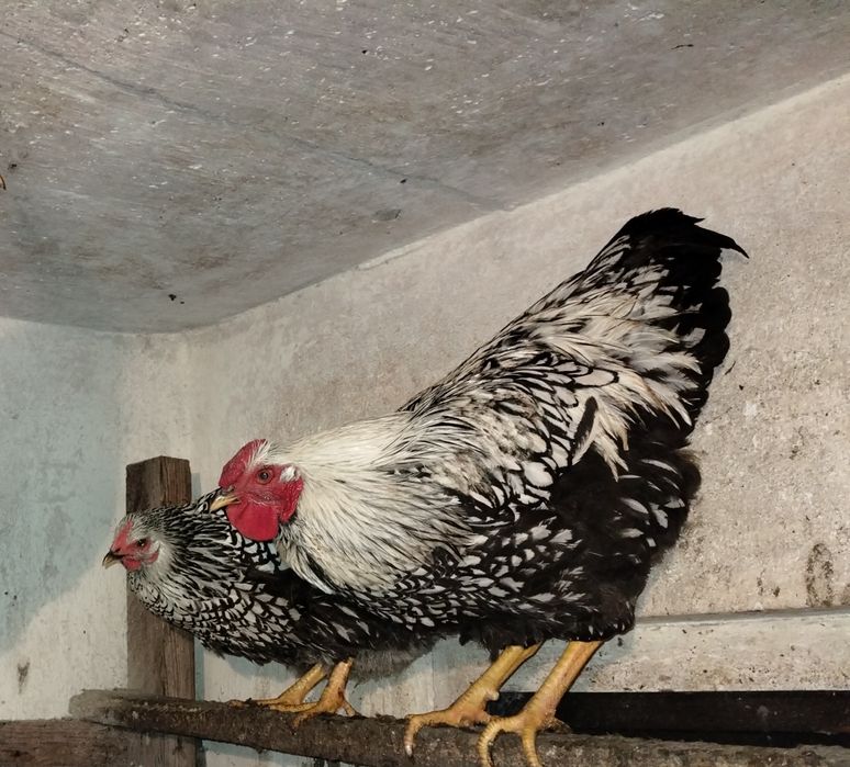 Kogut wyandotte srebrnołuskowy czystorsowy