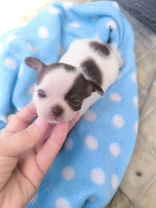 Chihuahua Super  Mini. Menina Chocolate e branco..Cabeça de maçã.