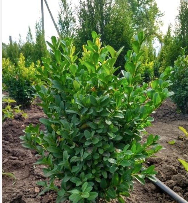 Декоративні саджанці