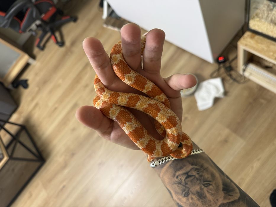 Wąż zbożowy samica Amelanisthic 1,5 roku 90cm