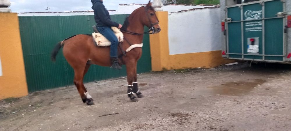 Cavalo castrado bem montado com escola