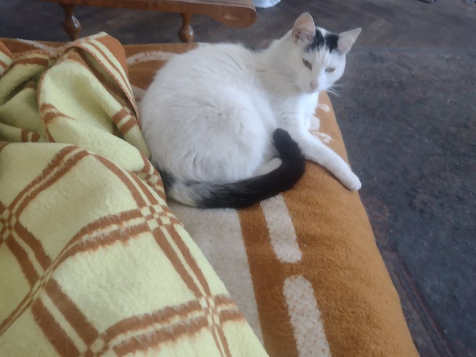 Zaginoł mi kot bonifacuś