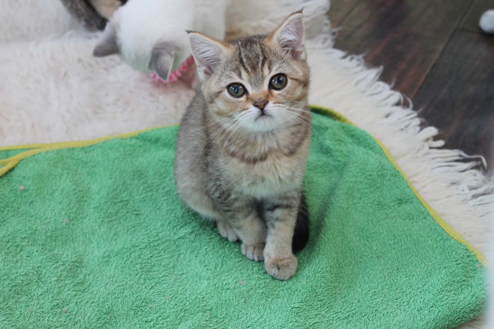 Котятка шотландсько1 шиншилли варті уваги