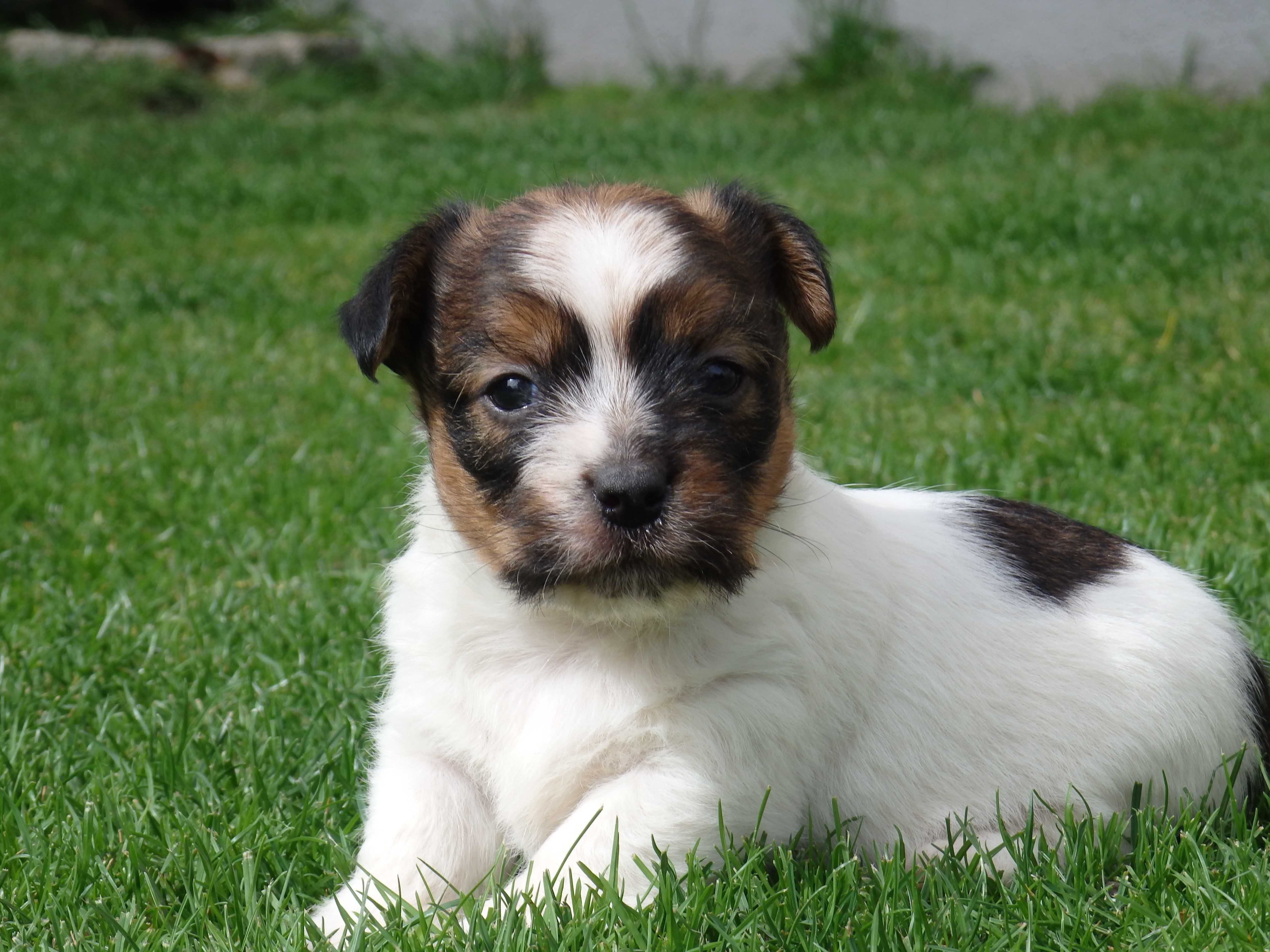 Jack Russell Terrier PIESEK od #SMARTIE JACKS# odbiór początek maja