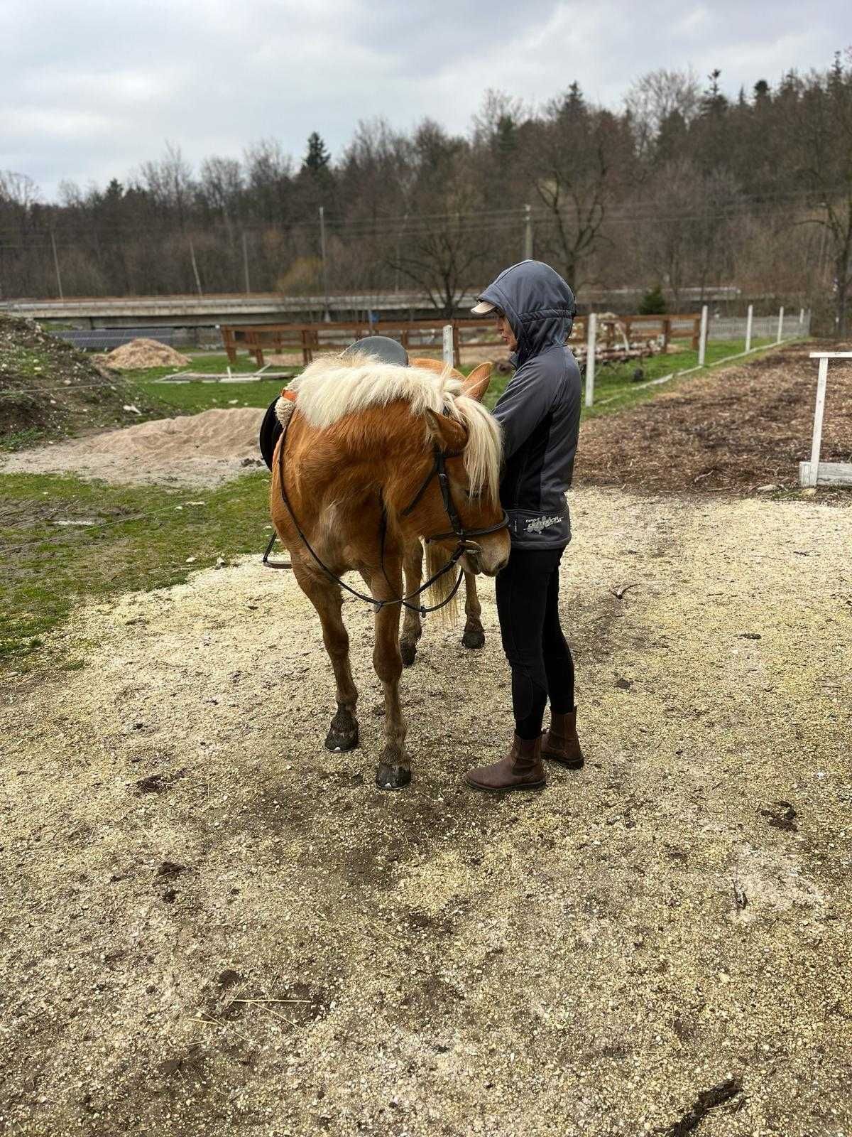 Klacz haflinger, spokojna, zdrowa, z rodowodem