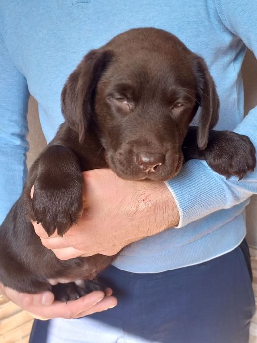 Хлопчик шоколад лабрадорчик доставка по Украіні, Німеччину