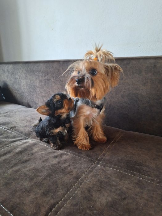Yorkshire terrier sunia
