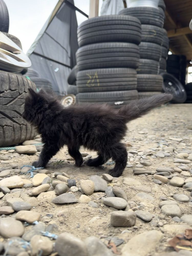 Кошенята в добрі руки