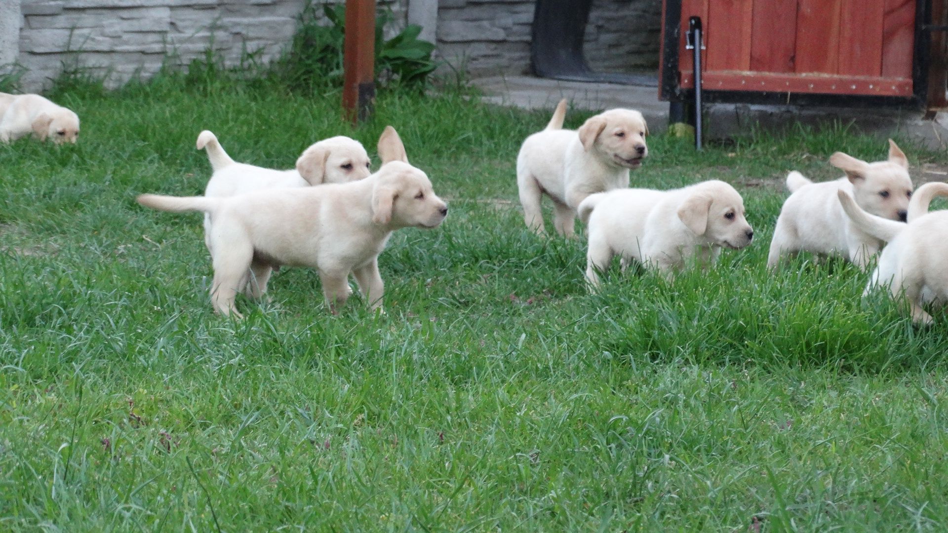 Labrador retriever Biszkoptowa suczka